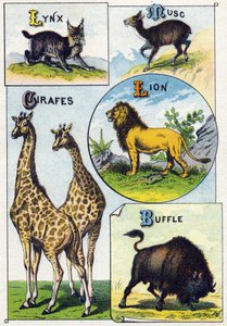 Levy 3: Ilves, myski, kirahvit, leijona, puhveli. Kaiverrus "villieläinten tavuaakkosilla". Serie A. Pellerin et Cie, kirjapainot-kustantajat, Epinal, 1800-luvun loppu. Kromolitografiat. Pieni 8-sivuinen mainosalbumi, jossa on tavu ja ima tekijältä French School