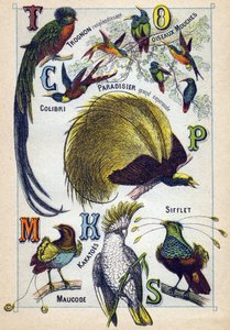 Levy 3: Loistava ydin, Perholinnut, Hummingbird, Emerald Paradise, Kakatoes, Whistle, Maucode. Kaiverrus "lintujen tavukirjaimiin". Serie A. Pellerin et Cie, kirjapainot-kustantajat, Epinal, 1800-luvun loppu. Kromolitografit. Pieni 8-sivuinen mainos tekijältä French School