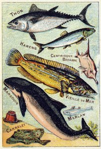 Levy 3: tonnikala, silli, keskinokka, vanhameri, pyöriäinen, valkoturska, tiili. Kaiverrus "meren ja makean veden kalojen tavuaakkoset". Serie A. Pellerin et Cie, painajat-kustantajat, Epinal, 1800-luvun loppu. Kromolitografia. Pieni 8-sivuinen mainosalbum tekijältä French School