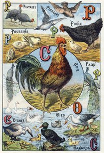 Levy 3: helmikanat, kyyhkyset, poikaset, kanat, kukko, riikinkukko, joutsenet, hanhet, ankat. Kaiverrus "Kotieläinten tavuaakkoset ja maatila". Serie A. Pellerin et Cie, kirjapainot-kustantajat, Epinal, 1800-luvun loppu. Kromolitografiat . Koko: 19,5 tekijältä French School