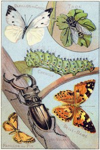 Levy 4: Kaalin perhonen, Taon, Chenille, Belle-dame, Leija, Männyn perhonen. Kaiverrus "Perhosten ja hyönteisten tavukirjaimissa". Serie A. Pellerin et Cie, kirjapainot-kustantajat, Epinal, 1800-luvun loppu. Kromolitografit. Pieni 8-sivuinen a tekijältä French School