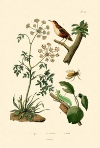Poison Hemlock, 1833-39 tekijältä French School