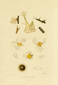 Polyyppi, 1833-39 tekijältä French School