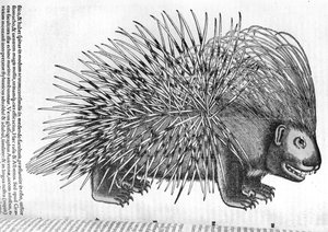 Porcupine, Conrad Gesnerin (1516-65) Historia Animaliumista 1551 tekijältä French School