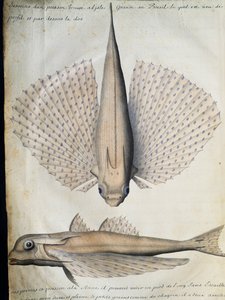 Siivekäs kalan profiili ja selkä, Big Island, Brasilia, akvarelli lokikirjasta. Jacques Gouin de Beauchesne (1652-1730), Compagnie royale de la Mer du Sudin kapteeni, 1698-1701, Ranska tekijältä French School