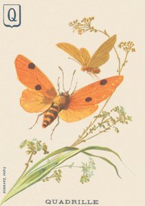 K: Quadrille (Lithosia quadra tai Lithosie quadrille) tekijältä French School