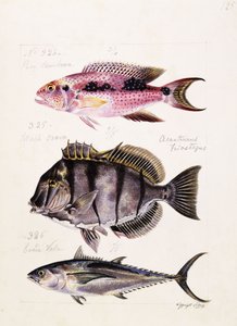 Rey tambova jne., noin 1850 tekijältä French School