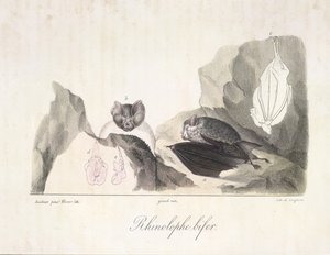 hevosenkenkälepakko. Vampyyrilepakat, Natural History of Mammals (väri litho) tekijältä French School
