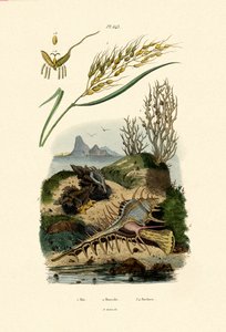 Riisi, 1833-39 tekijältä French School
