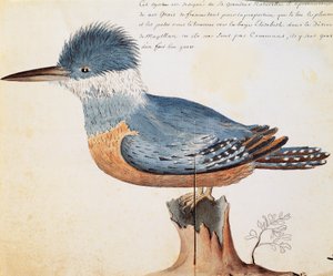 Rengaskuningas (Megaceryle torquata), Elizabeth Bay, Magellanin salmi, akvarelli lokikirjasta Jacques Gouin de Beauchesnen (1652-1730), Compagnie royale de la Mer du Sudin kapteeni, 1698-1701, Ranska tekijältä French School