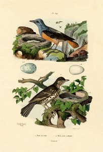 Rufous-tailed kivirastas, Adolf Fries tekijältä French School