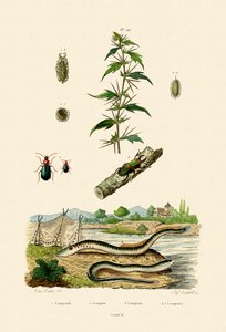 Rough Cockleburr, 1833-39 tekijältä French School
