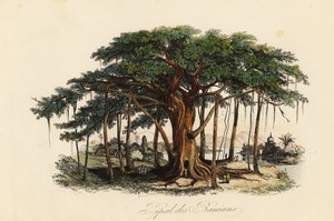 Pyhä viikunapuu, Ficus religiosa, joka tunnetaan myös nimellä bodhi-puu, banian-puu, banian-puu, pippala-puu, peepul-puu, peepal-puu tai ashwattha-puu tekijältä French School