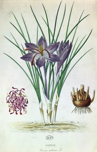 Sahrami (Crocus Sativus) tekijältä French School