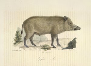 Karju, uros, Natural History of Mammals (väri litho) tekijältä French School