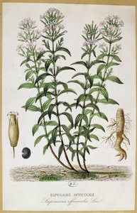 Saponaria officinalis, 1800-luku (värikaiverrus) tekijältä French School