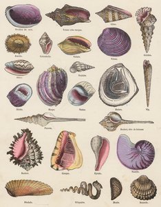 Seashells (värillinen kaiverrus) tekijältä French School