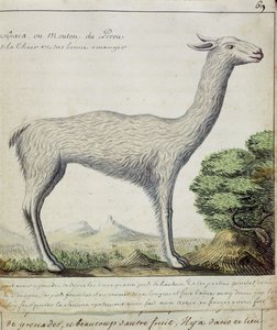 Perun lampaat (laama tai alpakka) (wc paperilla)