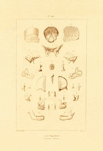 Luuranko, 1833-39 tekijältä French School