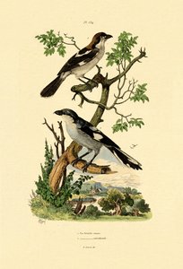 Southern Grey Shrike, 1833-39 tekijältä French School