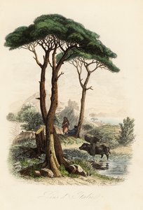 Kivimänty, Pinus pinea, joka tunnetaan myös nimellä italialainen kivimänty, sateenvarjomänty ja päivänvarjomänty tekijältä French School