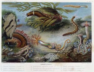 Sunapte de Duvernoy - Alfred Fredolin elokuvassa "" Le Monde de la Mer". toim. Paris, Hackette. tekijältä French School