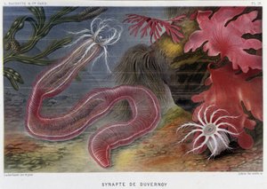 Sunapte de Duvernoy - Alfred Fredolin elokuvassa "Le Monde de la Mer". toim. Pariisi, Hachette. tekijältä French School