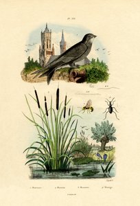 Swift, 1833-39 tekijältä French School