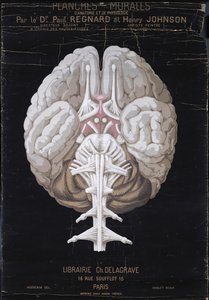 The Brain, tohtori Paul Regnardin ja Henry Johnsonin teoksesta Planches Murales dAnatomie et de Physiologie tekijältä French School