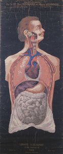 Rinta ja vatsa, tohtori Paul Regnardin ja Henry Johnsonin teoksesta Planches Murales dAnatomie et de Physiologie tekijältä French School