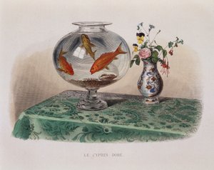 Kultakala (kultakala purkissaan) - "" Lacepedessa"" tekijältä French School