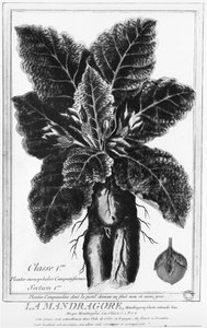 Mandrake tekijältä French School