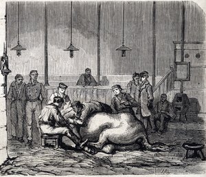Alfortin kansallinen eläinlääkintäkoulu - Les grandes écoles de France - Maison Alfortin eläinlääkintäkoulu vuonna 1866 - Leikkihuone - Kaiverrus "Le monde illustrious" -kirjassa vuodelta 1866 tekijältä French School