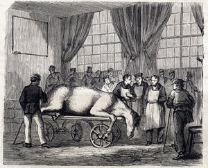 Alfortin kansallinen eläinlääkintäkoulu - Les grandes écoles de France - Maison Alfortin eläinlääkintäkoulu vuonna 1866 - Leikkaussali - Kaiverrus "Le monde illustrious" vuodelta 1866 tekijältä French School