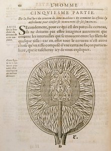 Aivojen rakenne, Rene Descartesin (1596-1650) De Homine Figuris -kirjasta, joka julkaistiin Haagissa, 1662 tekijältä French School