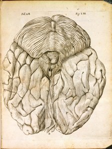 Aivojen rakenne, Rene Descartesin (1596-1650) De Homine Figuris -kirjasta, joka julkaistiin Haagissa, 1662 tekijältä French School