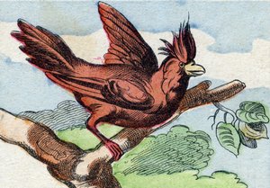 Kardinaali. Kaiverrus "Buffon Alphabet des Oiseaux n 2". 3. Serie N 2. Epinalin kuvantaminen, Epinal, 1800-luvun loppu. 16 sivua. Mitat: 28 x 21 cm tekijältä French School