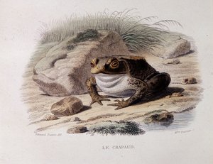 Rupikonna (Bufo bufo) - "" Lacepedessä"" tekijältä French School