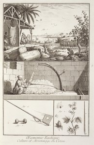 Puuvillan viljely Denis Diderot
