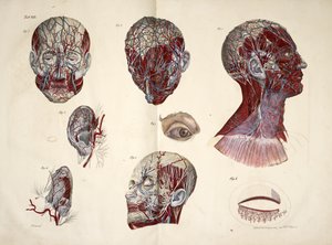 Pää, silmä-, niska- ja korvakudokset, "Ihmiskehon anatomiset levyt, jotka on toteutettu luonnollisista mitoista, mukana selittävä teksti Julkaisija cte de Lasteyrie...", n. 1824 (väri litho) tekijältä French School
