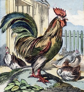 Kukko. Kaiverrus "Buffon Alphabet des Oiseaux n 2". 3. Serie N 2. Epinalin kuvantaminen, Epinal, 1800-luvun loppu. 16 sivua. Mitat: 28 x 21 cm tekijältä French School