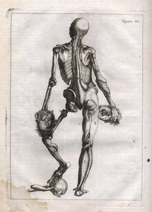 Tämä hahmo voi tyydyttää niiden uteliaisuuden, jotka haluavat nähdä Corps depouille to the Bones -elokuvan - kaiverrus "Abstract Anatomy, sovitettu maalauksen ja kuvanveiston taiteeseen" - "" Abrege d