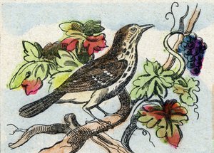 Sammas. Kaiverrus "Buffon Alphabet des Oiseaux n 1". 3. Serie N 1. Epinalin kuvantaminen, Epinal, 1800-luvun loppu. 16 sivua. Mitat: 28 x 21 cm tekijältä French School