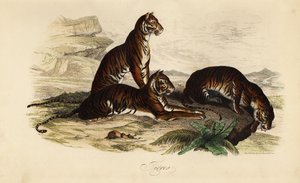 Tiger, Panthera tigris tekijältä French School