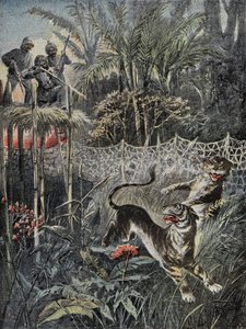 Tiikereiden metsästys viidakoissa Intiassa: lokasuojat ovat verkon takana ja metsästäjät turvassa Belvederessä. Kaiverrus kirjassa "" Le Pelerin", 5.2.1899. Selva Coll. tekijältä French School