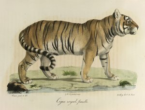 Kuninkaallinen tiikeri, naaras. Naaras kuninkaallinen tiikeri, Natural History of Mammals (väri litho) tekijältä French School