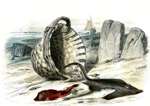 Trigle grondin (Trigle cuculus), valkoturska (merlangius merlangus), raie grondin (dipturus batis) - Bernard Germain de Lacepeden (1856-1925) Histoire Naturelle -lajista poiminut levy, painos P.Furme, Pariisi tekijältä French School