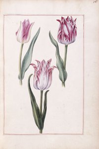 Tulppaanit, 1700-luku tekijältä French School