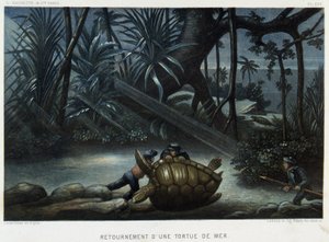 Merikilpikonnan kilpikonna - Alfred Fredolin teoksessa Le monde de la mer, Hachette, Pariisi tekijältä French School