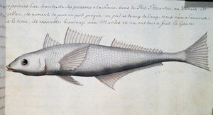 Tuntematon kala, Magellanin salmi, akvarelli lokikirjasta Jacques Gouin de Beauchesnen (1652-1730), Compagnie royale de la Mer du Sudin kapteeni, 1698-1701, Ranska tekijältä French School